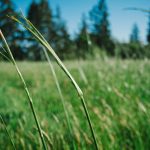 Best Fertilizer Practices for Cereal Crops (Wheat, Rice, Maize, Millets)