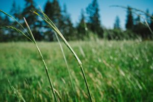 Best Fertilizer Practices for Cereal Crops (Wheat, Rice, Maize, Millets)