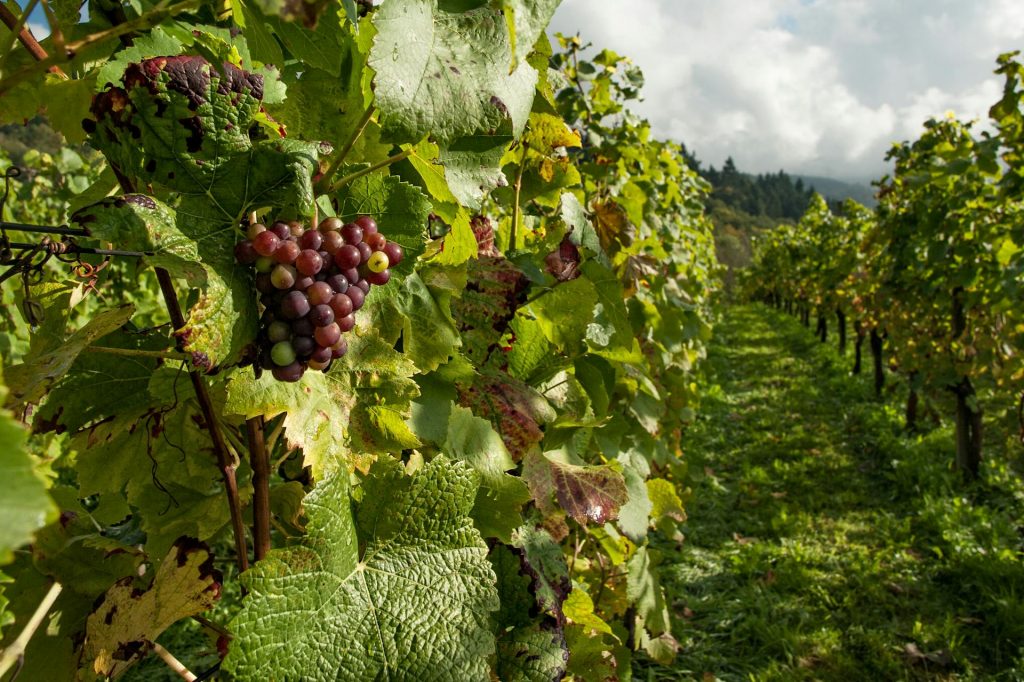 How to Start Organic Farming in India – A Beginner’s Guide