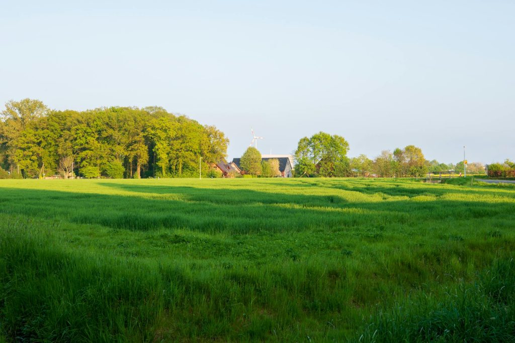 Hybrid vs. Traditional Seeds for Cereal Crops: Which is Better?
