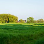 Hybrid vs. Traditional Seeds for Cereal Crops: Which is Better?