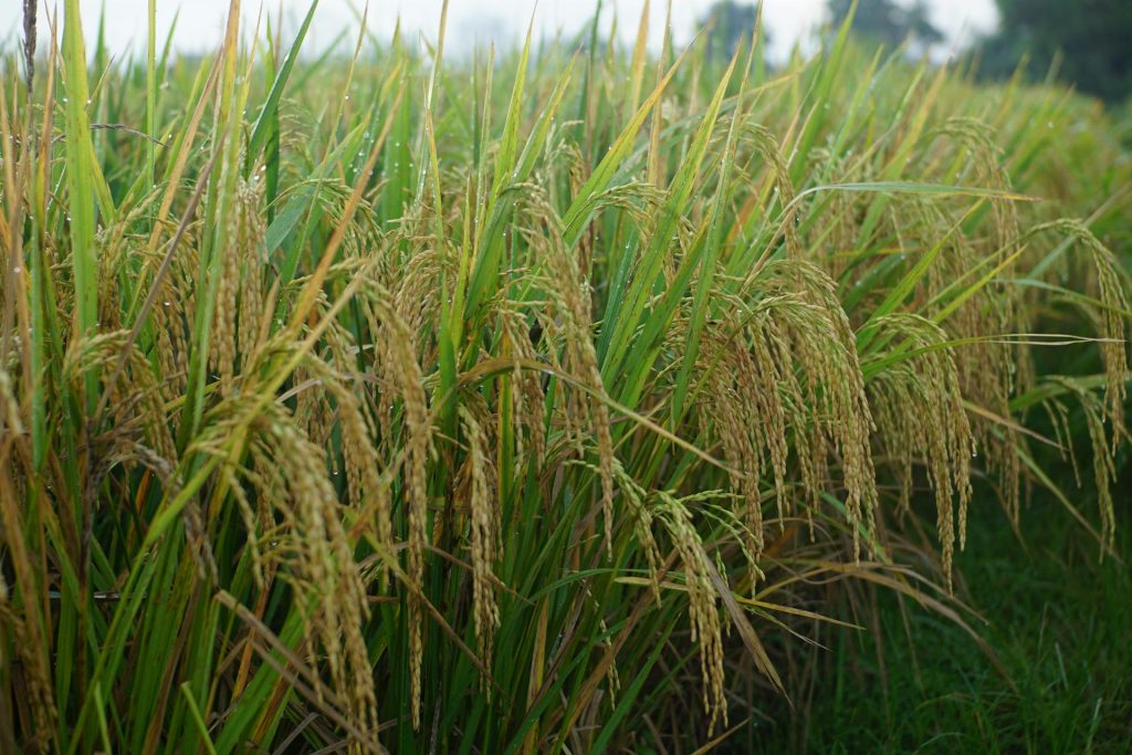 Common Diseases in Cereal Crops & How to Prevent Them