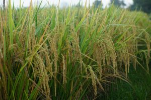 Common Diseases in Cereal Crops & How to Prevent Them