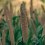 Wheat vs. Maize: Which Cereal Crop is Best for Your Climate?