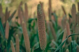 Wheat vs. Maize: Which Cereal Crop is Best for Your Climate?