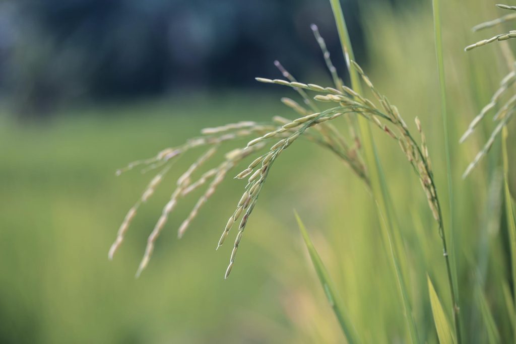 How to Increase Rice Yield Using Modern Farming Techniques (2025 Guide)