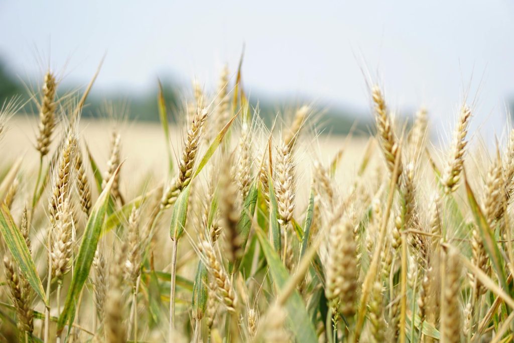 Step-by-Step Guide to Wheat Farming for Beginners (2025)