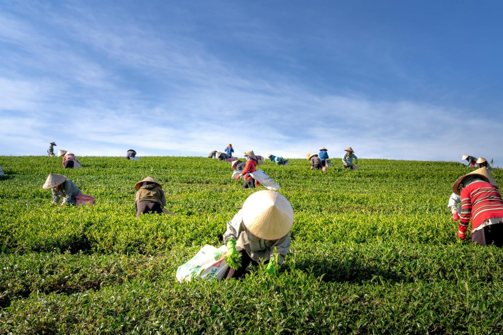 Top 5 Profitable Cereal Crops to Grow in 2025 (High Demand & High Returns)
